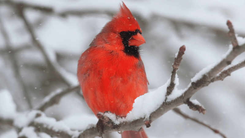 Bird Watching Around Long Island This Winter | Laffey Real Estate